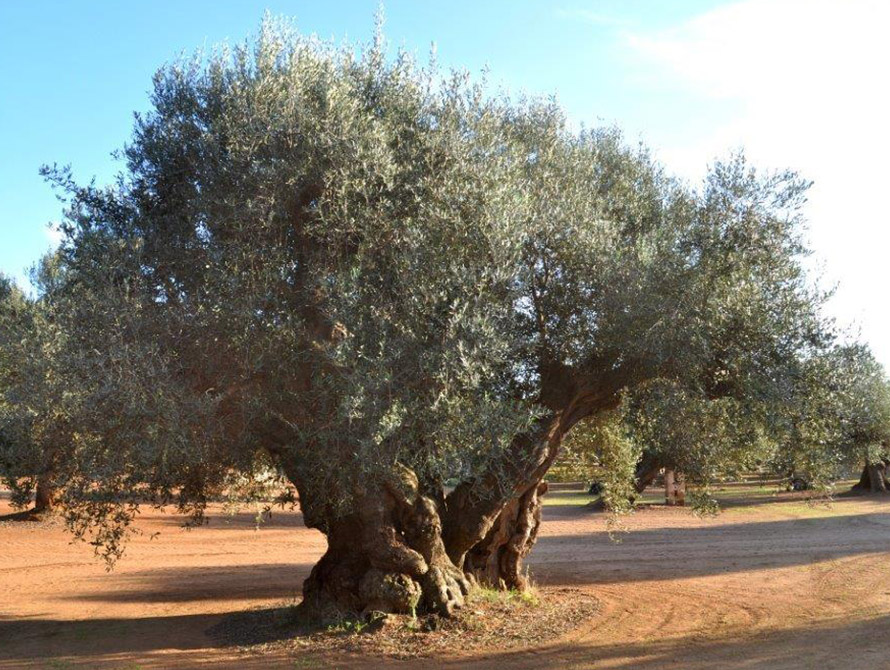 xylella