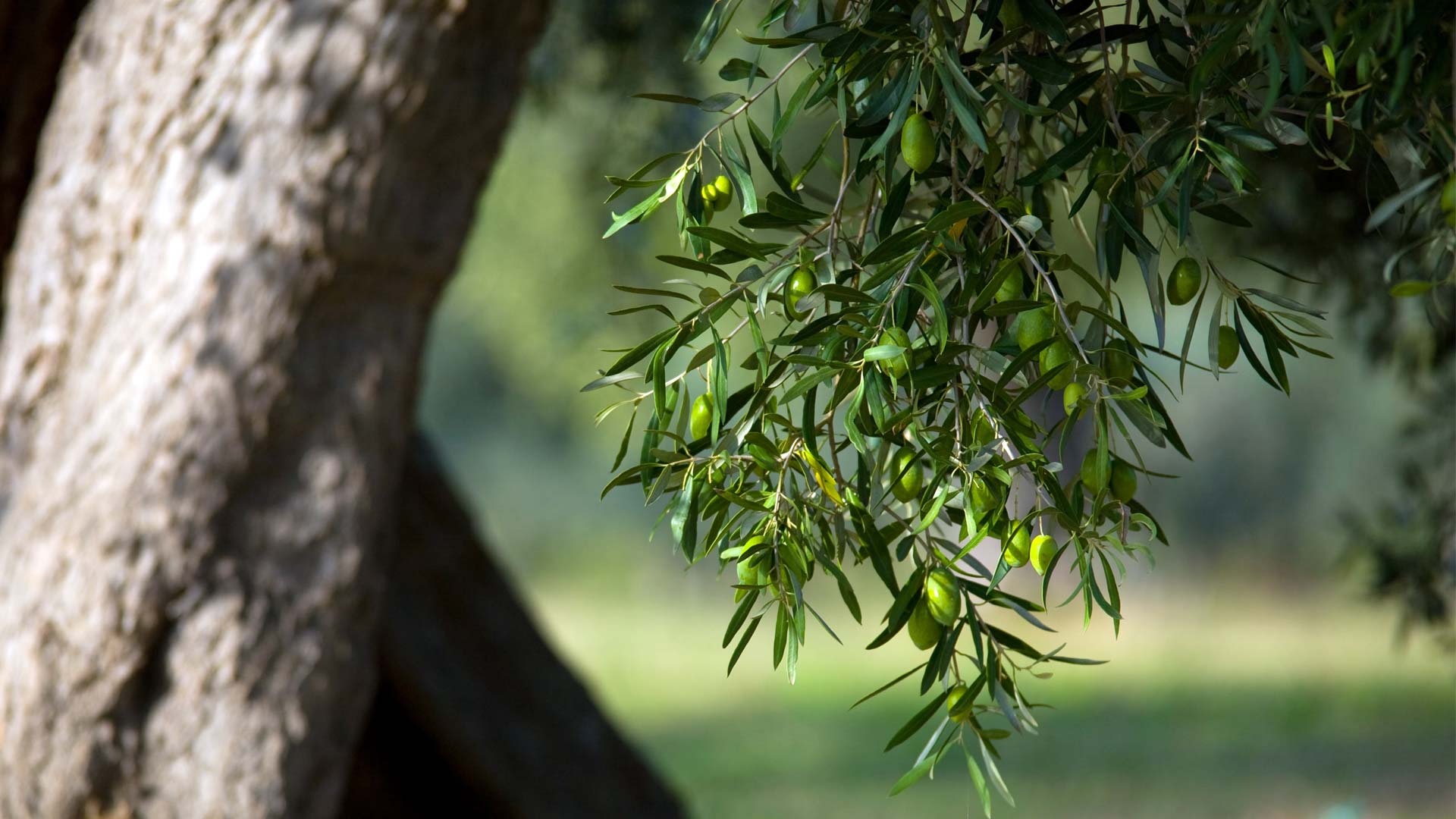 Acquista-online-l'olio-extra-vergine-d'olivadella-Masseria