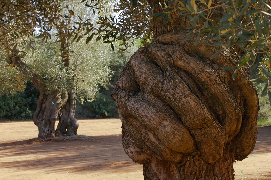Olivo Masseria Appia Traiana, Azienda Agricola Tateo Casale
