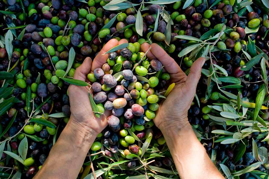 spremitura a freddo delle olive