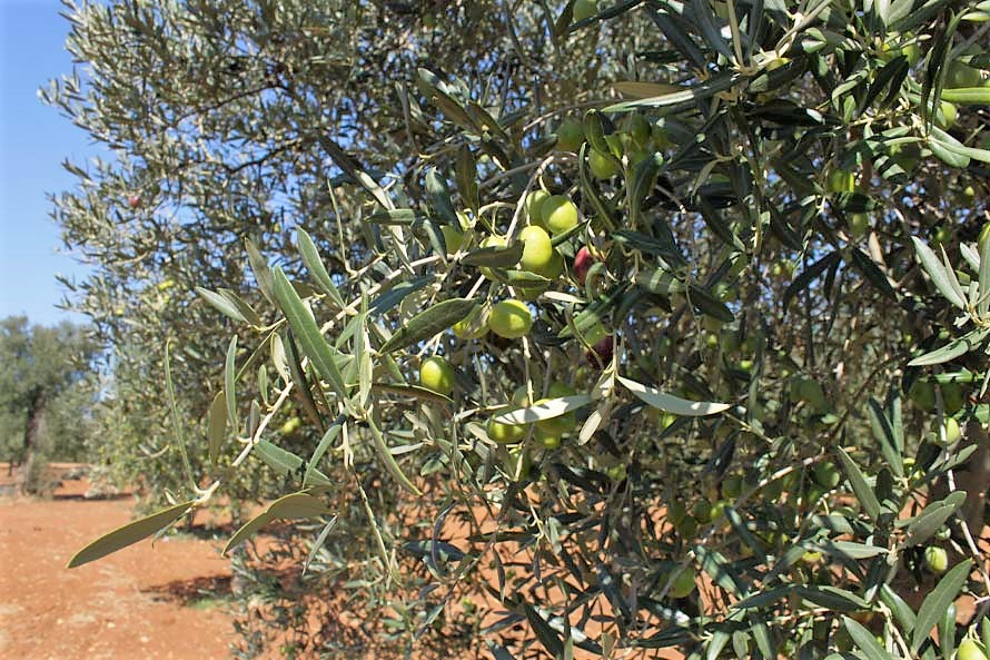 differenza tra olio d'oliva e olio extravergine d'oliva Masseria Appia Traiana Ostuni