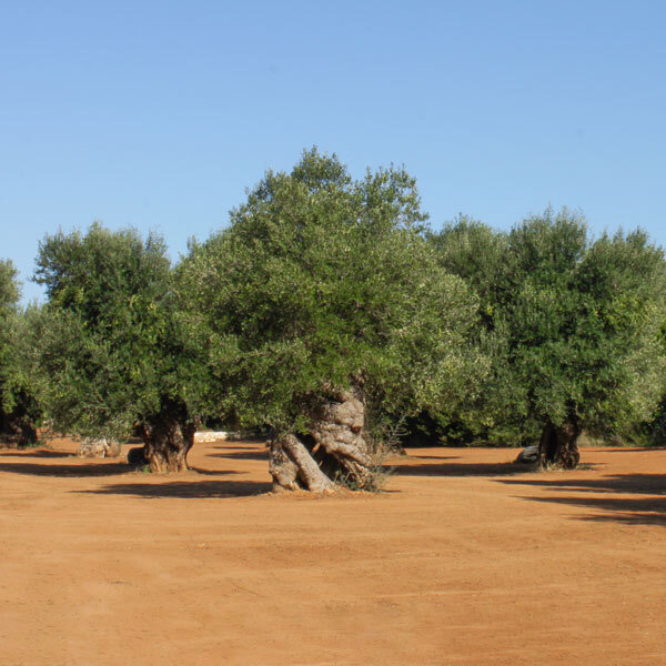 adotta un ulivo secolare ostuni salento