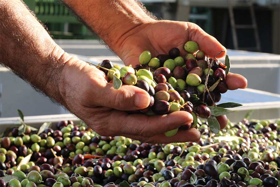 la raccolta delle olive nella Masseria Appia Traiana