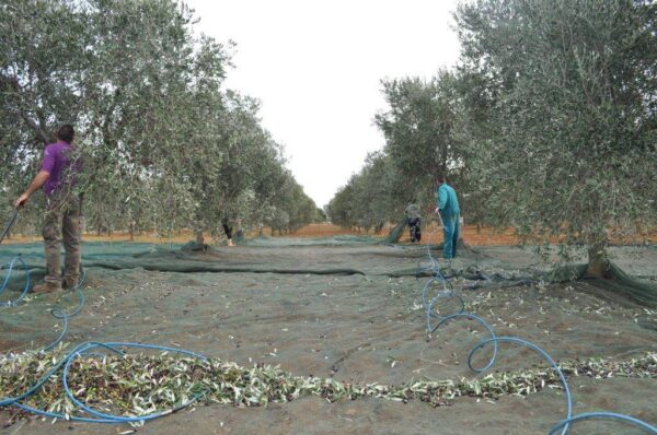 raccolta delle olive nella Masseria Appia Traiana